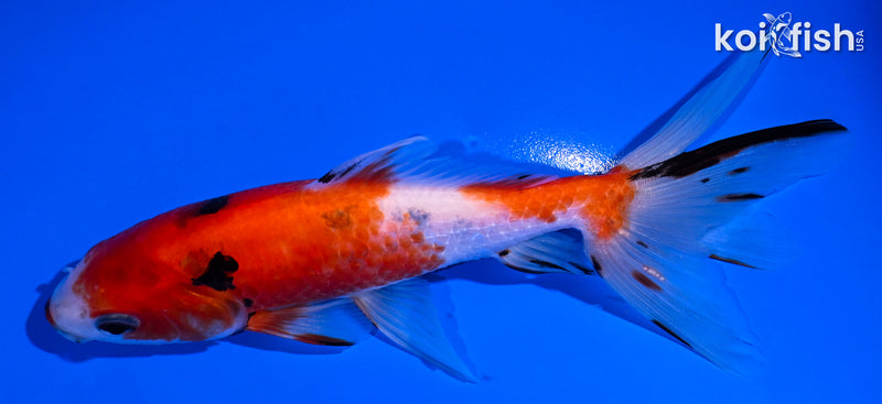 5.75" CALICO WAKIN GOLDFISH