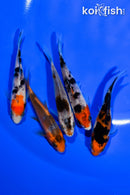 PACK OF (5) 3.75" STANDARD KOI