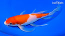 9.5" KOHAKU BUTTERFLY