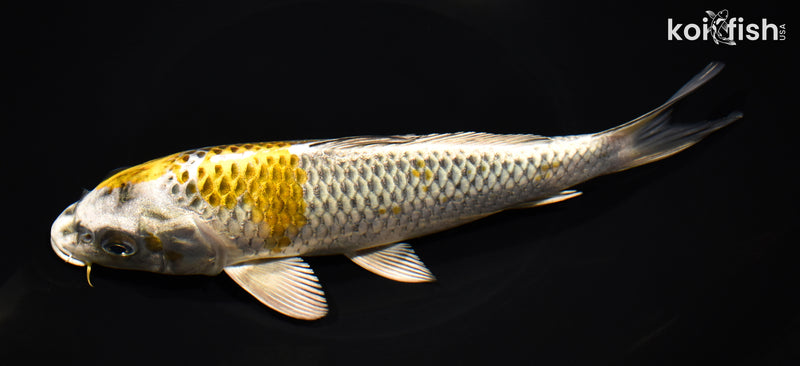 8.75" KI GINGA