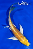 5.5" YAMABUKI OGON BUTTERFLY