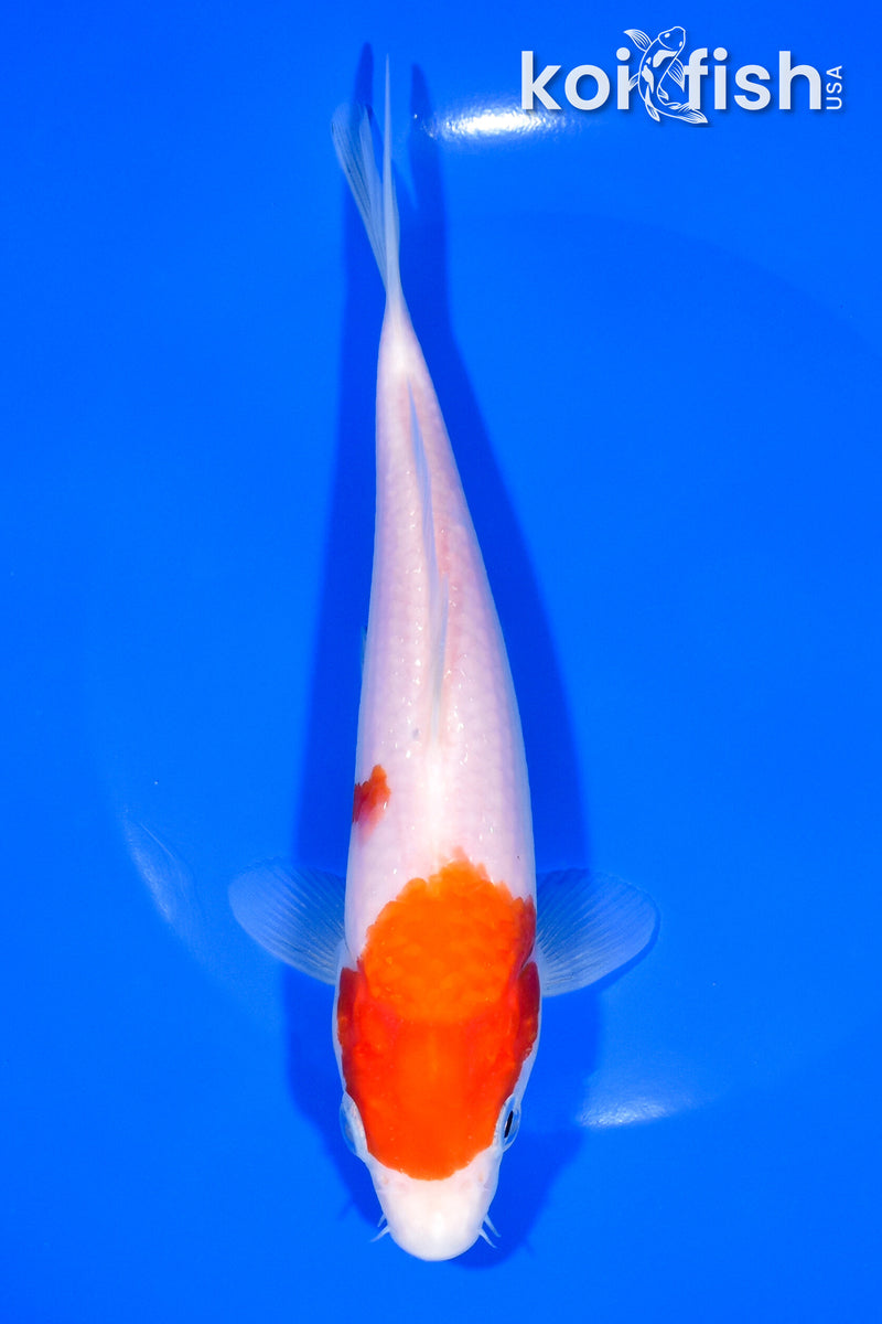 7.5" KOHAKU