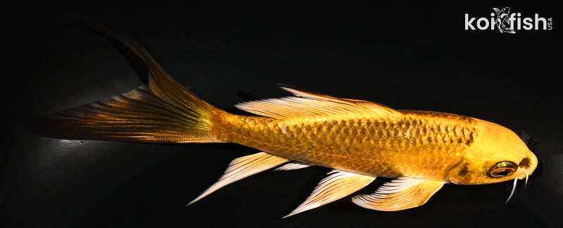 5.25" ORENJI MATSUBA BUTTERFLY