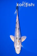 5.25" HEISEI NISHIKI