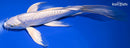 10" DOITSU PLATINUM OGON BUTTERFLY
