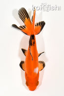 4.25" WAKIN GOLDFISH