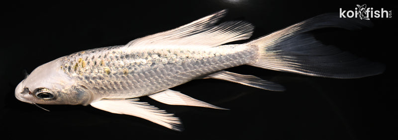 6.25" GINRIN KUJAKU BUTTERFLY