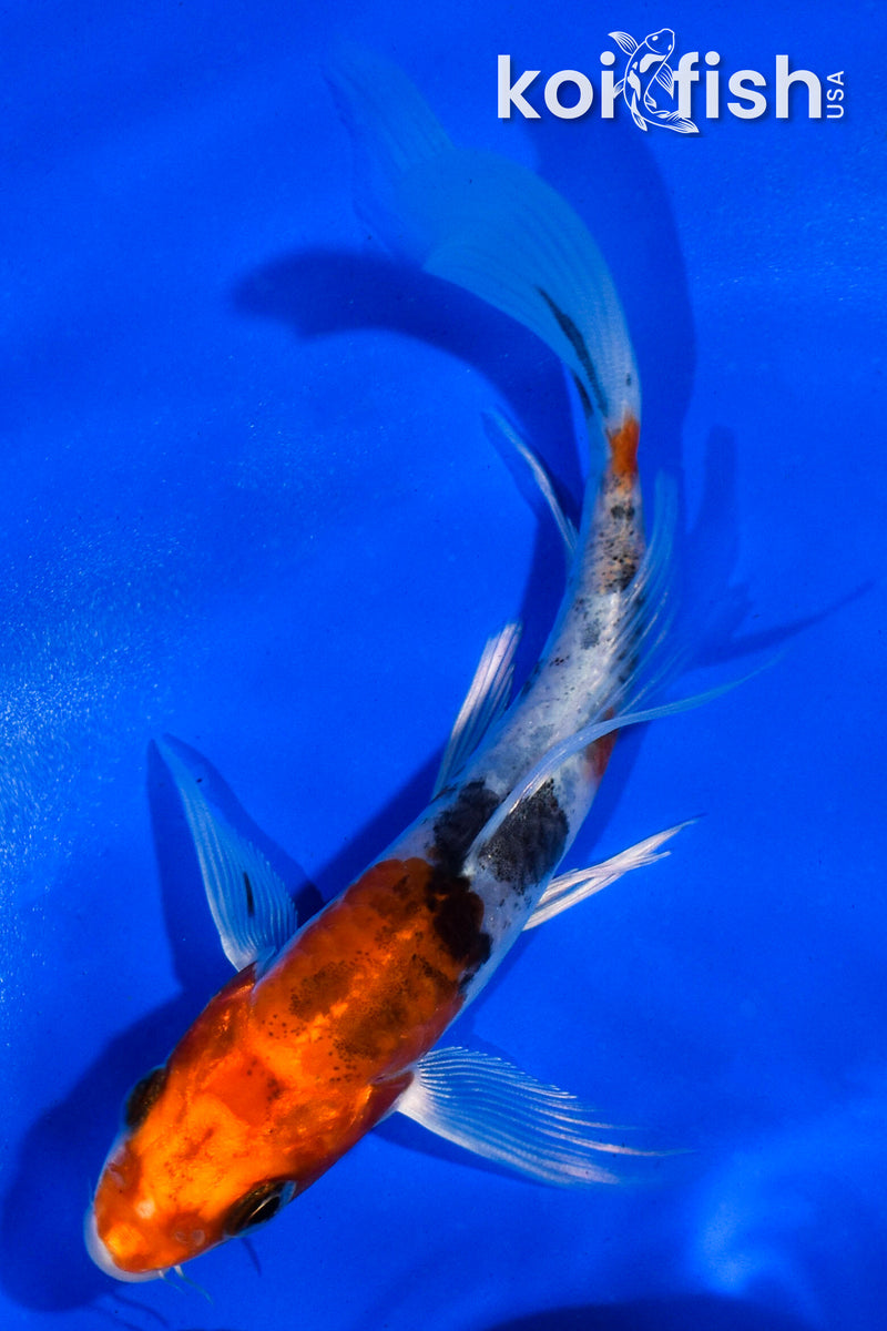 5" YAMATO NISHIKI BUTTERFLY