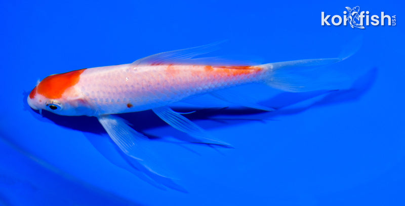 6.25" KOHAKU BUTTERFLY