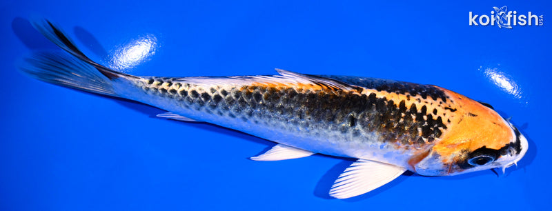 6.75" KUJAKU