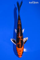 6" HEISEI NISHIKI