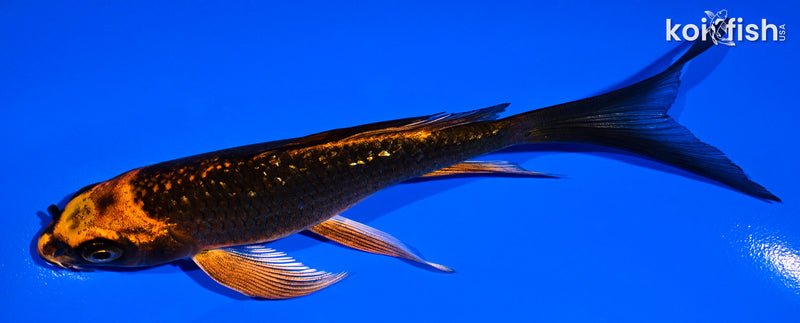 5.5" GINRIN ORENJI MATSUBA BUTTERFLY