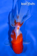 5" ORANDA GOLDFISH
