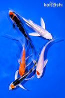 PACK OF (5) 4-5.5" BUTTERFLY KOI