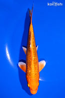 6.75" GINRIN ORENJI OGON