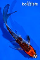 5" GINRIN KUJAKU BUTTERFLY