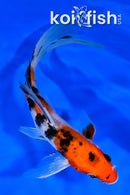 6.75" YAMATO NISHIKI BUTTERFLY