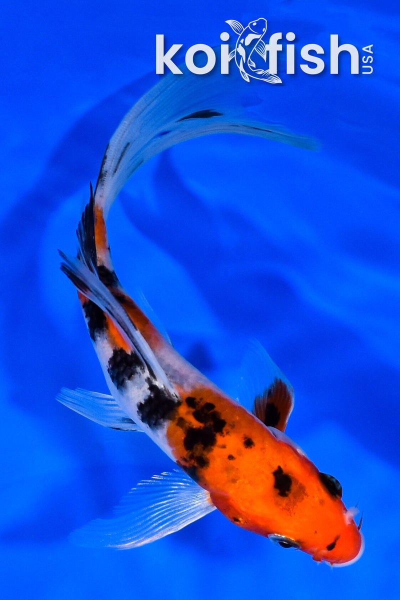 6.75" YAMATO NISHIKI BUTTERFLY