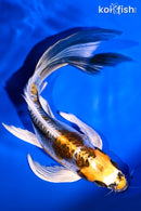 8.25" KIN KIKOKURYU BUTTERFLY