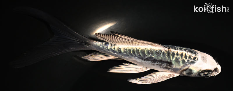 5.25" ARAGOKE KIKOKURYU BUTTERFLY