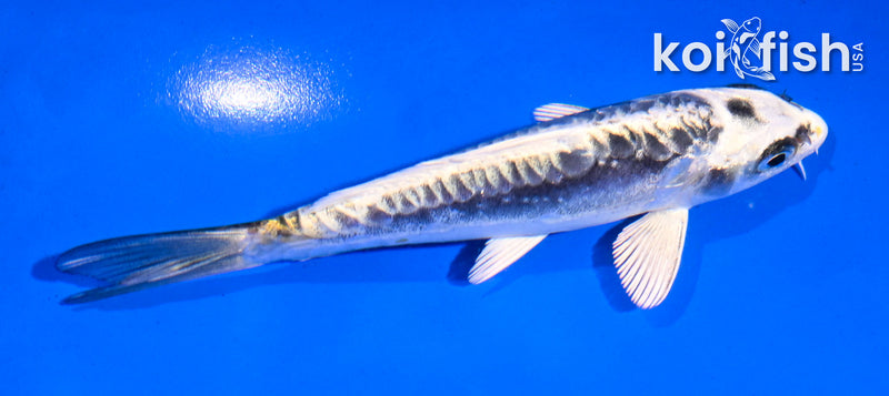 Black Koi Fish for Sale | Koi Fish USA – Page 13
