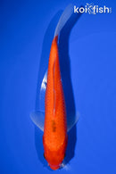 7" IPPON HI KOHAKU