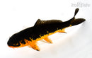 6" ORENJI MATSUBA