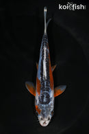 5.5" HI SHUSUI