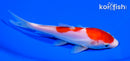 5.75" DOITSU KOHAKU