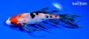 7.25" SANKE BUTTERFLY