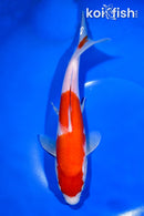 9.75" KOHAKU