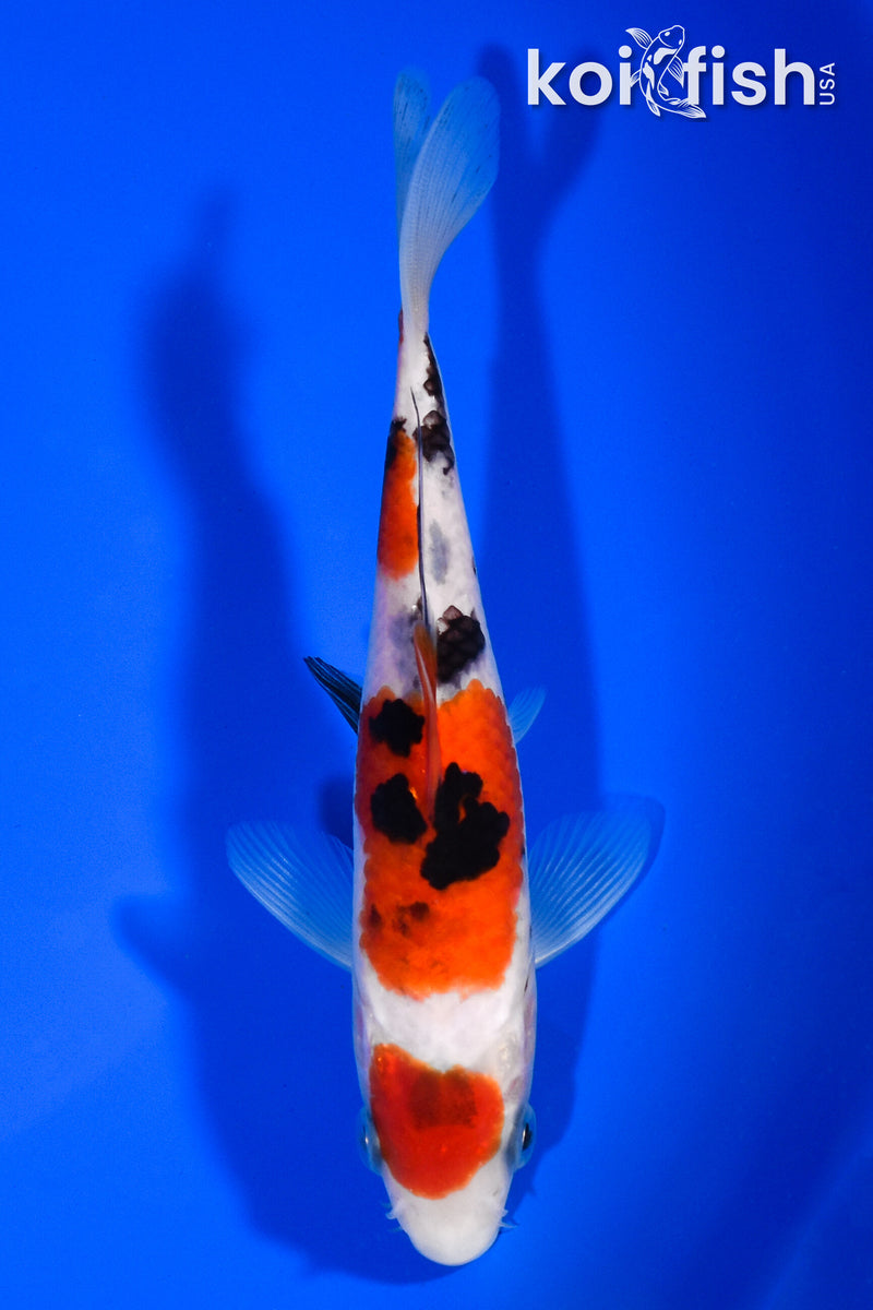 5.75" MARUTEN SANKE