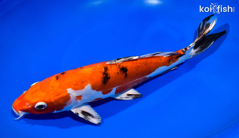 10.5" HEISEI NISHIKI