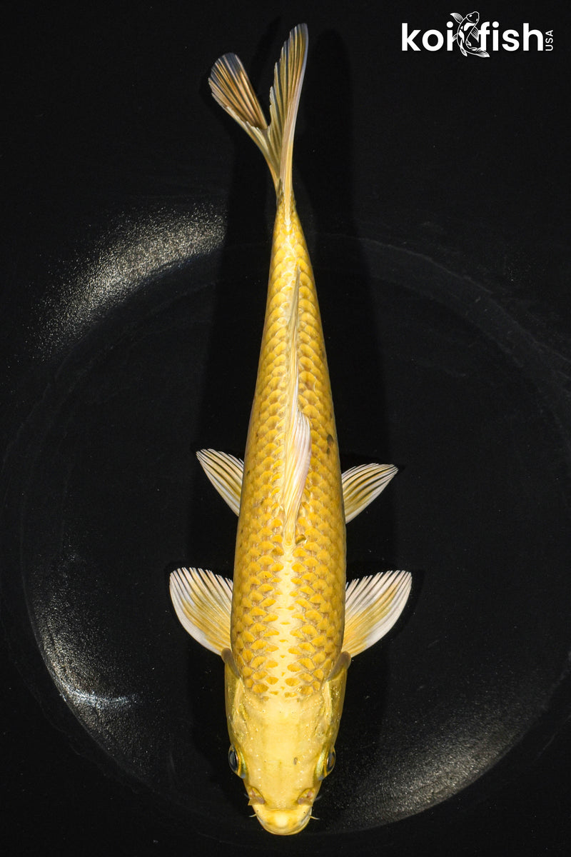8.5" YAMABUKI OGON