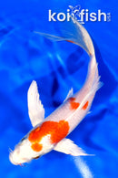 6.75" HARIWAKE BUTTERFLY