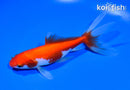 5.75" SARASA WAKIN GOLDFISH