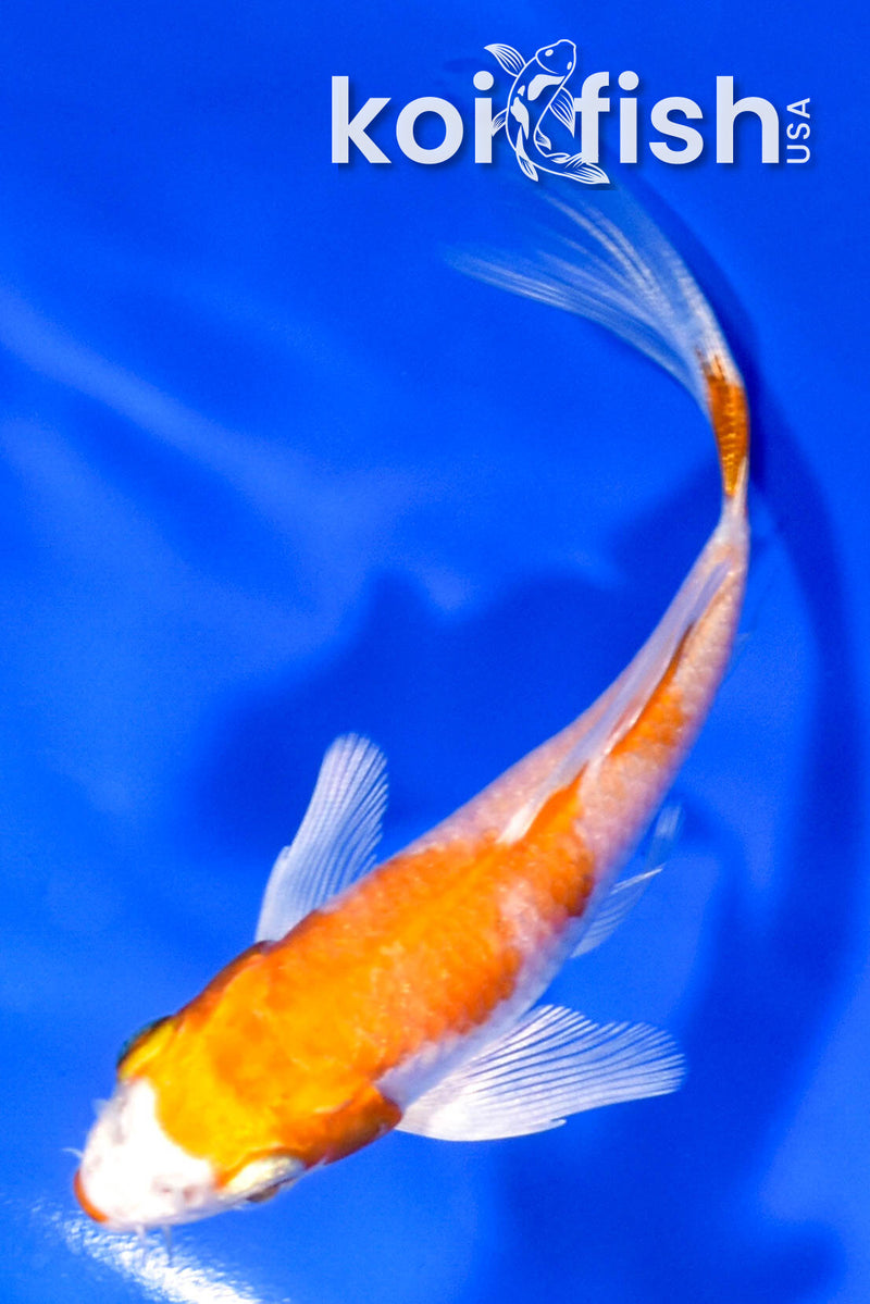 4.25" HARIWAKE BUTTERFLY