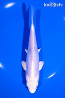 6.5" LEATHER PLATINUM OGON