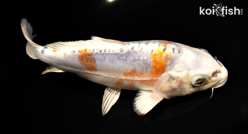9" BENI KIKOKURYU