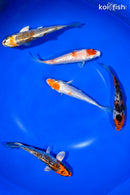 PACK OF (5) 4-4.5" STANDARD KOI