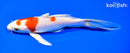 6.75" HARIWAKE BUTTERFLY