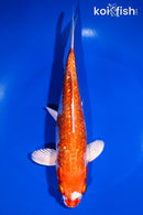 9.5" GINRIN HARIWAKE