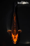 6.25" KIN ORENJI MATSUBA