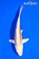 5" ARAGOKE LEMON HARIWAKE