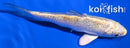 4.5" KUJAKU