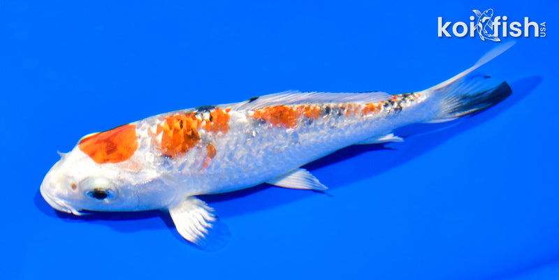 5.25" GINRIN YAMATO NISHIKI