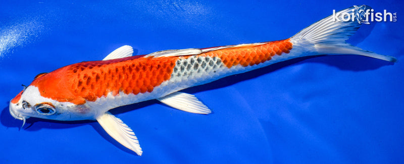 9" KUJAKU