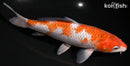 7.75" OCHIBA SHIGURE