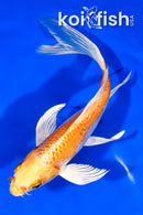 6.75" HARIWAKE BUTTERFLY