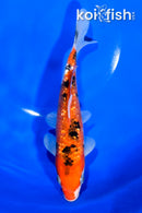 7.75" GINRIN AKA SANKE